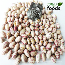 Chinese Kidney Beans, Many Kinds of Beans